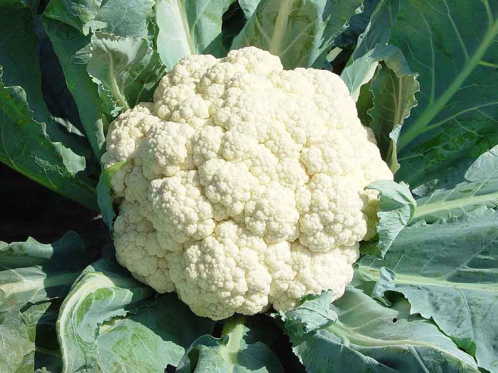 Cauliflower Farmers Early No.2