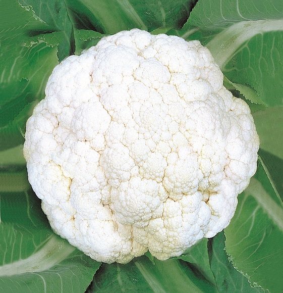 Cauliflower Snow Flower