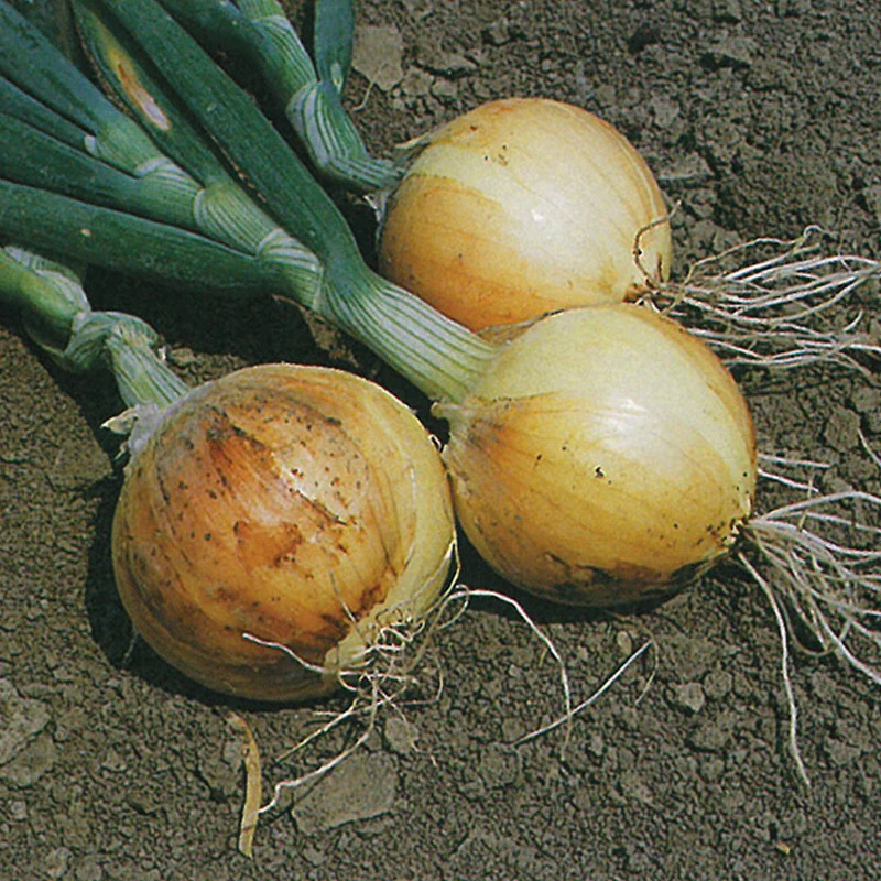 Allium, Garden Onion, Edible Onion Texas Early Grano 502
