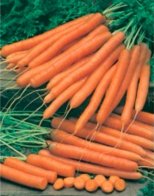 Carrot Amice