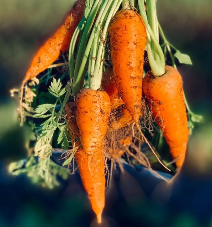 Carrot Berba