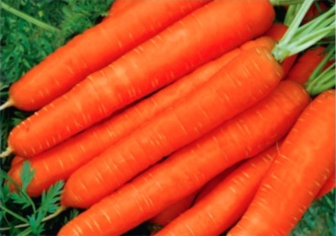 Carrot Fivak