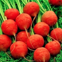 Carrot 'Parceba'