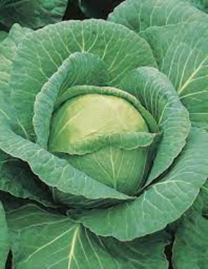Cabbage Amager kurzstrunkig