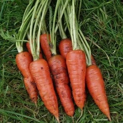 Carrot Autumn King