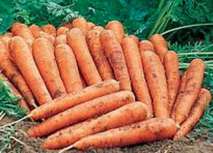 Carrot Jeanette