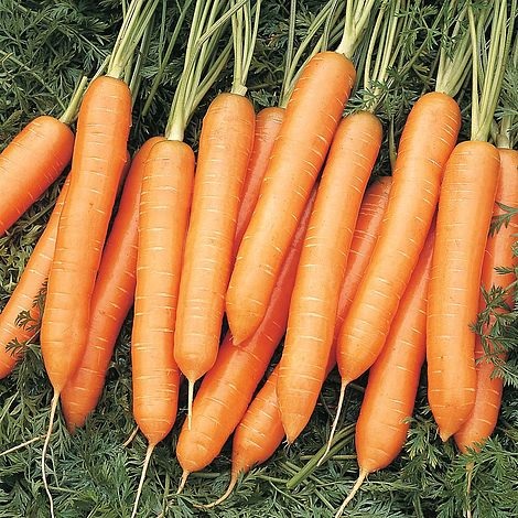 Carrot Nigel