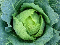 Cabbage 'Green Queen'