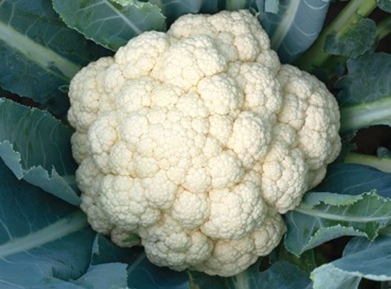 Cauliflower White Angel