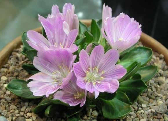 Aquilegia Species, Pyrenees Columbine