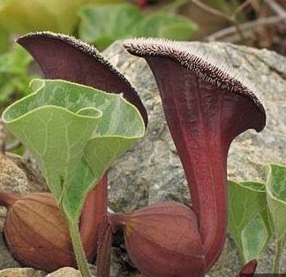 Aristolochia Species, Fox Ears, Chilean Dutchmans Pipe