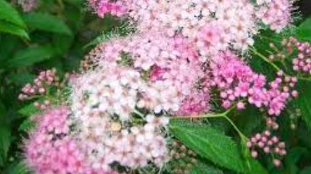 Japanese Spirea, Japanese Meadowsweet, Maybush Dakota Goldcharm