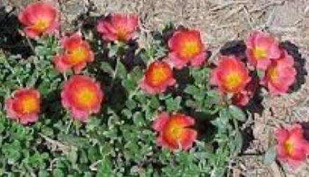 Wingpod Purslane Yubi Summer Joy Rose