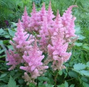 Astilbe, False Spirea, False Goats Beard Inshriach Pink