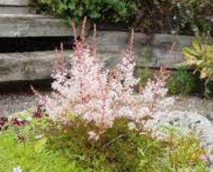 Astilbe, False Spirea, False Goats Beard Willie Buchanan