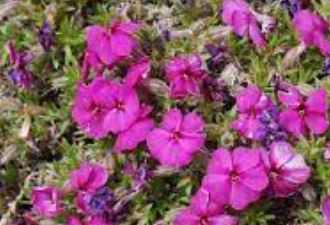 Phlox Tycoon