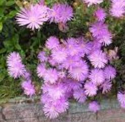 Mesembryanthemum Mauve Pig Face