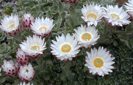 Helichrysum Species, Alpine Everlasting, Milford Everlasting
