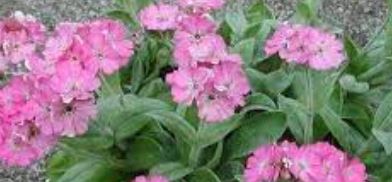 Silene, Flower of Jove Nana