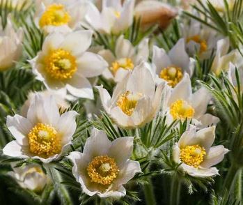 Alpine Pasque-flower