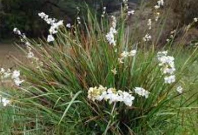 Libertia Species, Chilean-Iris, New Zealand Satin Flower, Snowy Mermaid