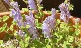 Scutellaria Species, Helmet Flower, Hoodwort, Skullcap