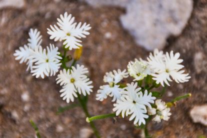 Schizopetalon