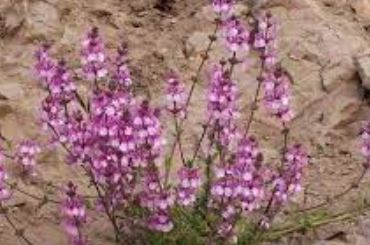 Stachys Species, Oreganillo, Lambs Ear