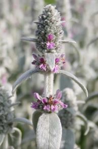 Stachys Species, Oreganillo, Toronjilcillo, Lambs Ear