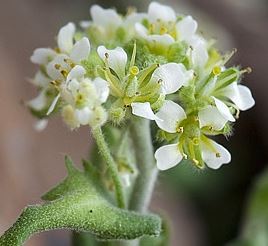 Lance-leaved Draba