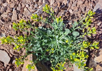 Physaria Species, Double Bladderpod, Rydberg Twinpod, Sharpleaf Twinpod