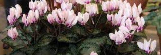 Cyclamen Species, Greek Sowbread, Hardy Cyclamen