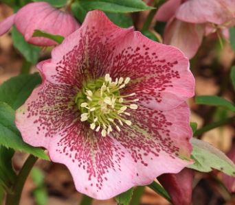 Helleborus Species, Hellebore, Lenten Rose