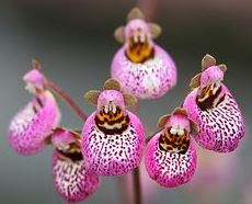 Calceolaria Species