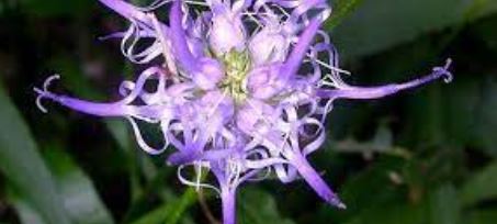 Phyteuma Species, Pride of Sussex, Round-Headed Rampion