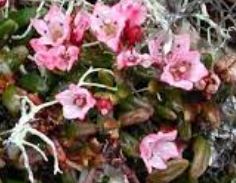 Kalmia Species, Alpine Azalea, Creeping Azalea, Trailing Azalea