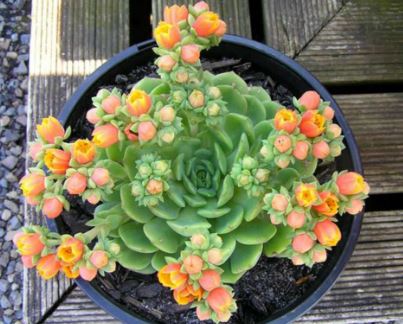 Echeveria Dondo