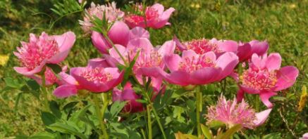 Garden Peony Elfin Beauty