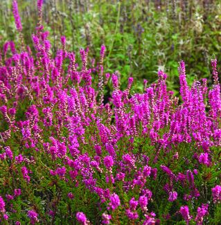 Calluna, Ling, Scotch Heather Allegro