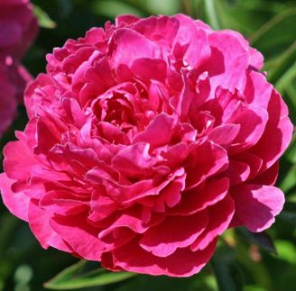 Peony Early Song