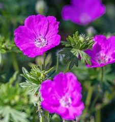 Geranium Species, Cranesbill, Geranium