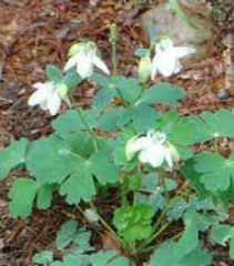 Aquilegia, White Dwarf Fan Columbine Alba