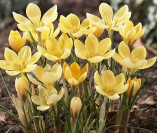 Snow Crocus, Golden Crocus Romance