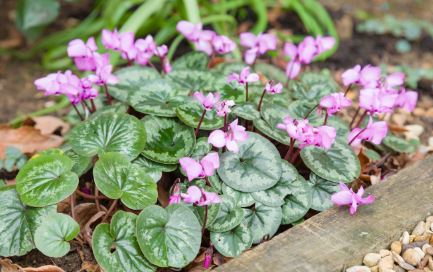 Cyclamen Species