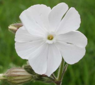 Silene, Campion