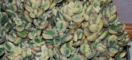 Cotyledon Species, Bears Paw, Ladismith Bear’s Paw