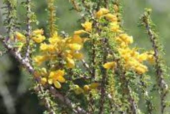 Balsamocarpon Species, Algarrobilla