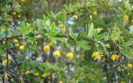 Berberis Species, Box-Leaved Barberry, Magellan Barberry