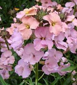 Erysimum, Perennial Wallflower Pastel Patchwork