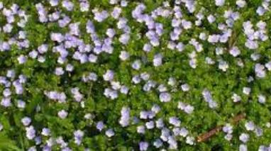Veronica Species, Thyme-leaved Speedwell